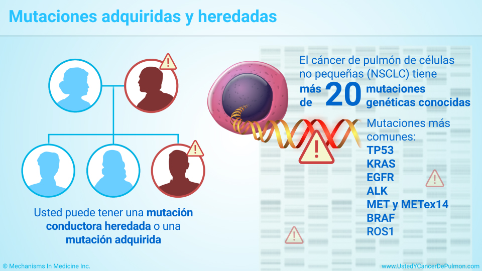 Mutaciones adquiridas y heredadas