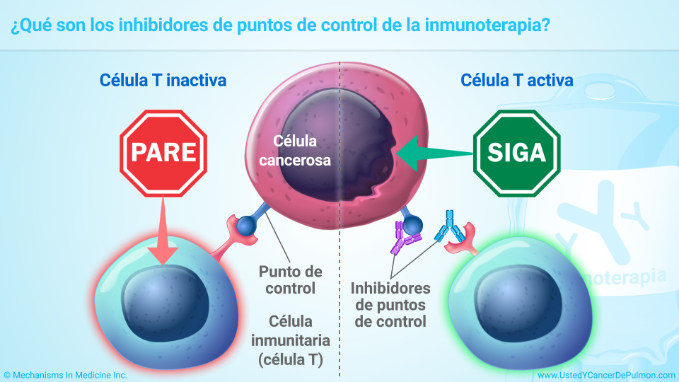 Presentación De Diapositivas - Comprender La Inmunoterapia Para El ...